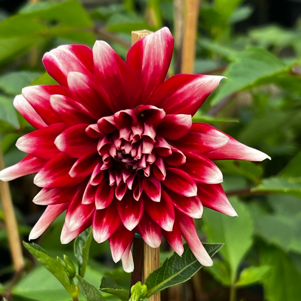 รักเร่/ดาห์เลีย ขนาด 8 นิ้ว มีหลายสีให้เลือก ดอกรักแรก ดอกรักเร่