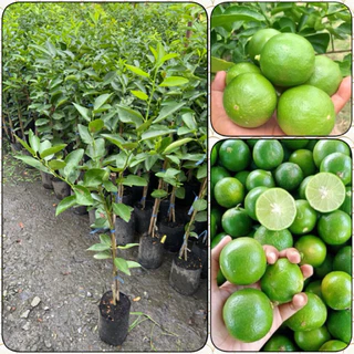 ต้นมะนาวเเป้นพิจิตร เสียบยอด ( สูง 70-90cm) เปลือกบาง น้ำเยอะ ผลดกตลอดปี ต้นแข็งแรง พร้อมปลูก