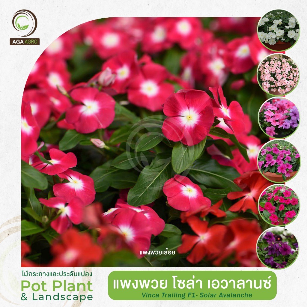 AGA AGRO I แพงพวยเลื้อย "โซล่า เอวาลานซ์" สายพันธุ์ลูกผสม สีสด ดอกดก- 100เมล็ด-Vinca Trailing Solar Avalanche