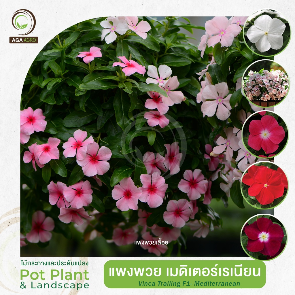 AGA AGRO Iแพงพวยเลื้อย "เมดิเตอร์เรเนียน" สายพันธุ์ยอดนิยม ออกดอกเร็ว ดอกใหญ่ดก -100เมล็ด-Vinca Trailing Mediterranean