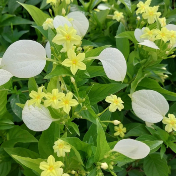 ช้อนทอง, ช่อสุวรรณ ไม้ดอกรูปดาวน่ารัก สีเหลืองสดใส  Yellow Mussaenda, Dwarf Mussaenda