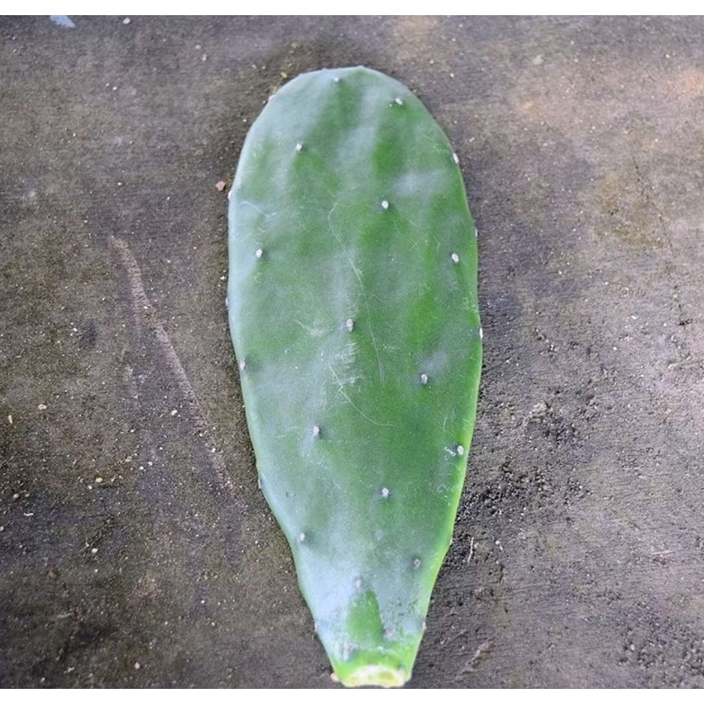 กระบองเพชรใบเสมา (Opuntia cochenillifera) ตัดสด จำนวน 4 ใบ