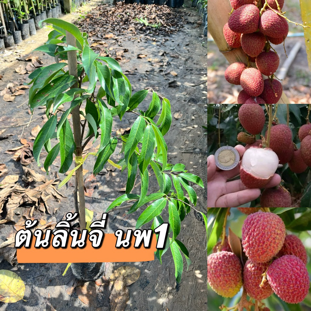 ต้นลิ้นจี่นพ1.กิ่งตอนต้นสวยพร้อมส่งค่ะ