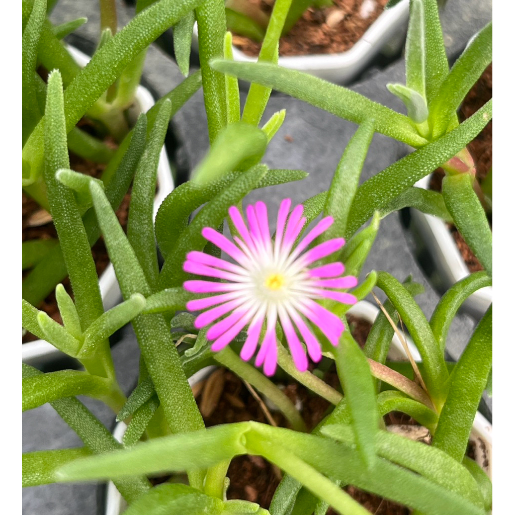 Delosperma Ice Plant (ดอกสีม่วง/ขาว) กุหลาบหิน ไมัอวบนำ้ 2 นิ้ว ราคา ถูกที่สุด ดีลบีเคเค แกลเลอรีภาพที่ 5