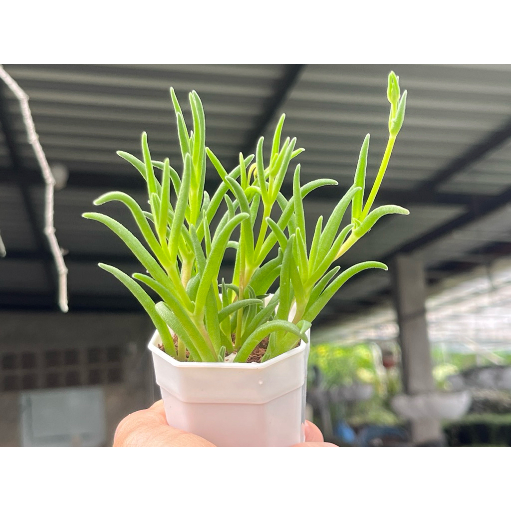 Delosperma Ice Plant (ดอกสีม่วง/ขาว) กุหลาบหิน ไมัอวบนำ้ 2 นิ้ว ราคา ถูกที่สุด ดีลบีเคเค แกลเลอรีภาพที่ 4