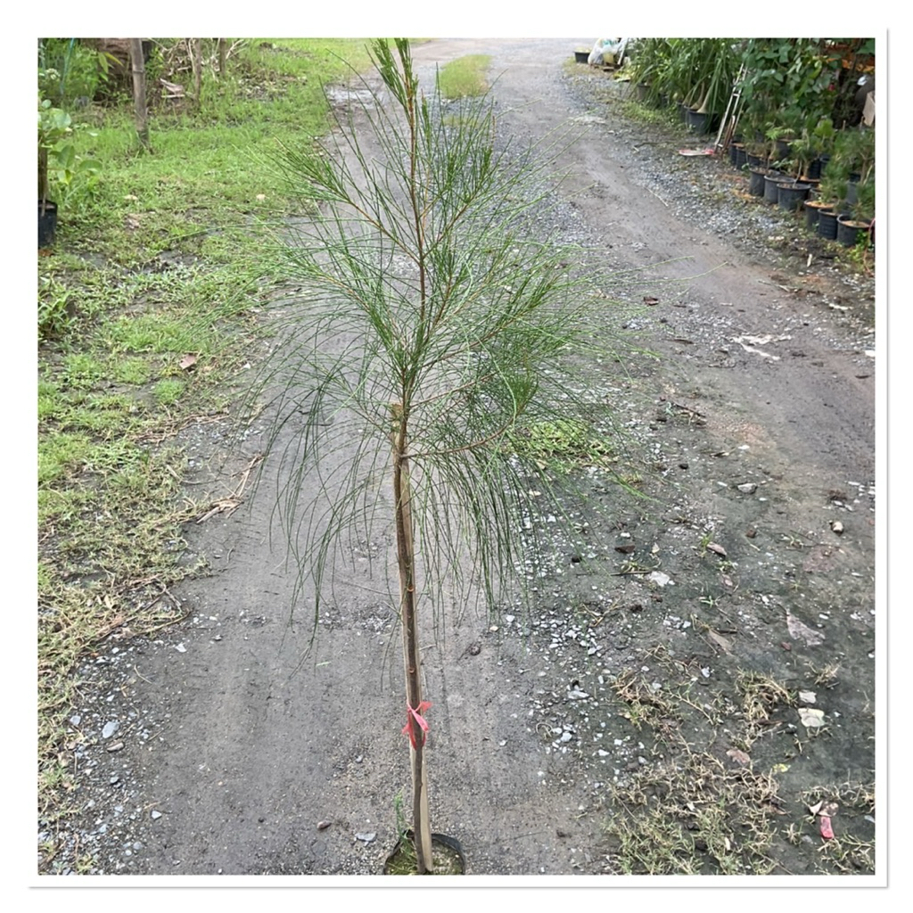 ต้นสนทะเล สนประดิพัทธ์ ปลูกง่าย โตเร็ว ทนแล้งได้ดี 100-120cm