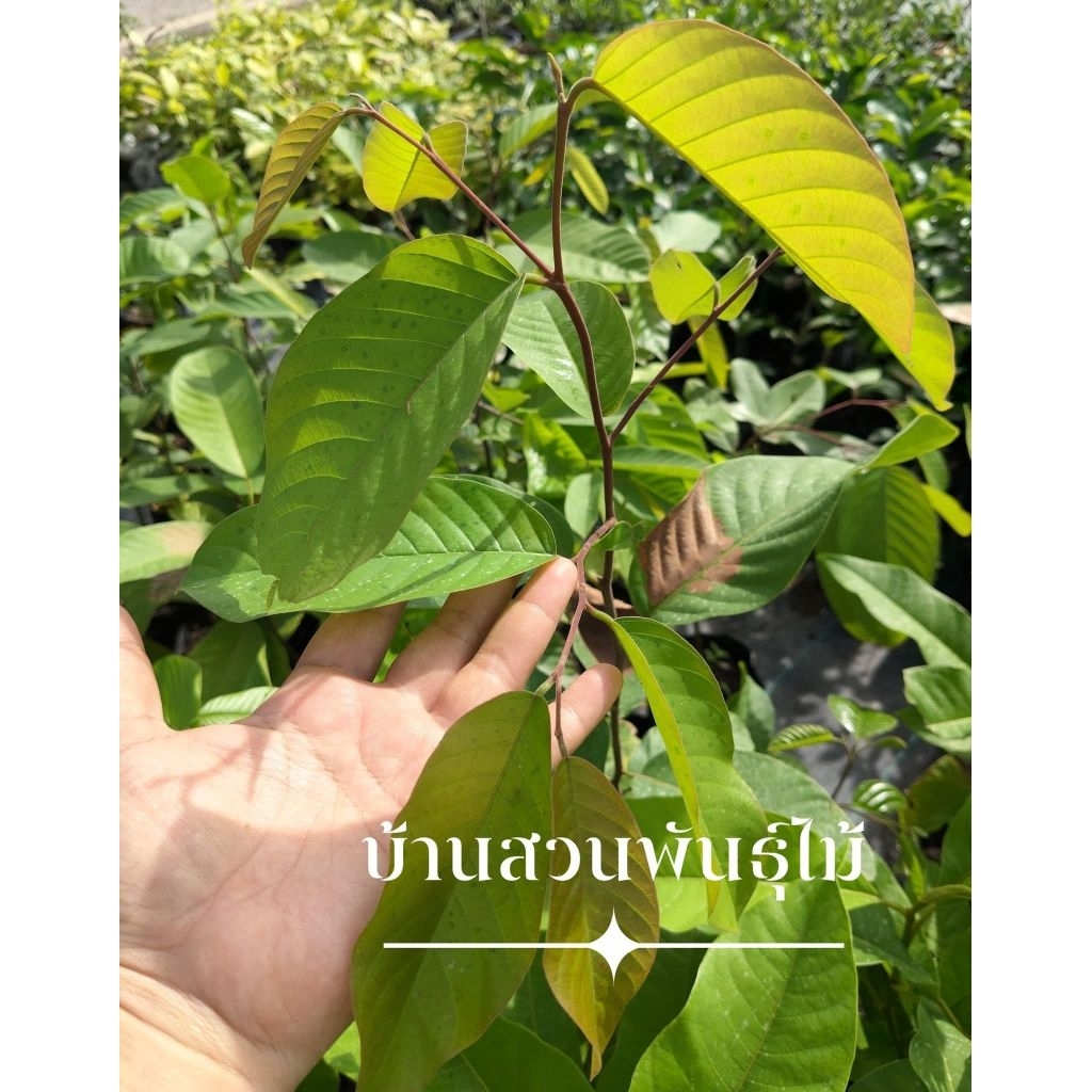 ต้นพยอมแดง ต้นพยอมก้านแดง ต้นเพาะเมล็ด สูง 80-100 ซม.