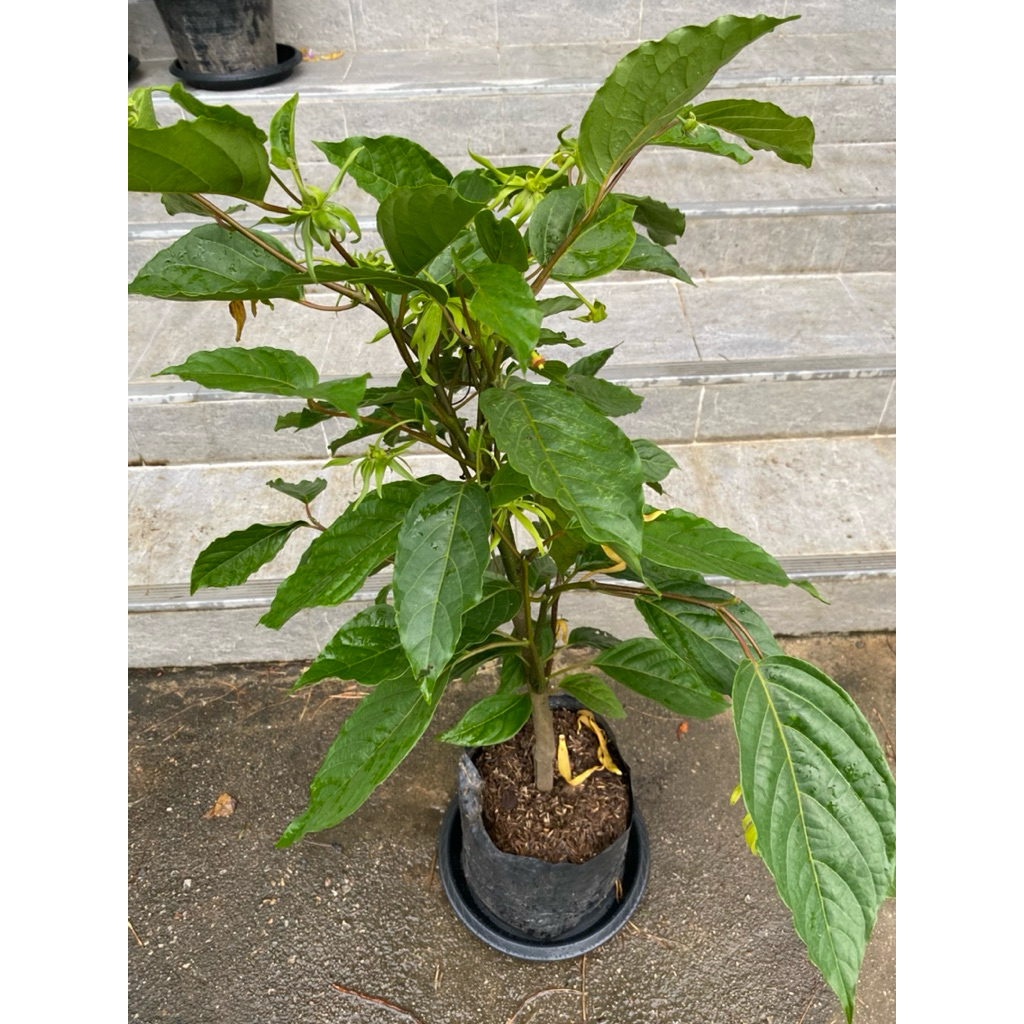 ต้นกระดังงา (Ylang Ylang / Cananga odorata)