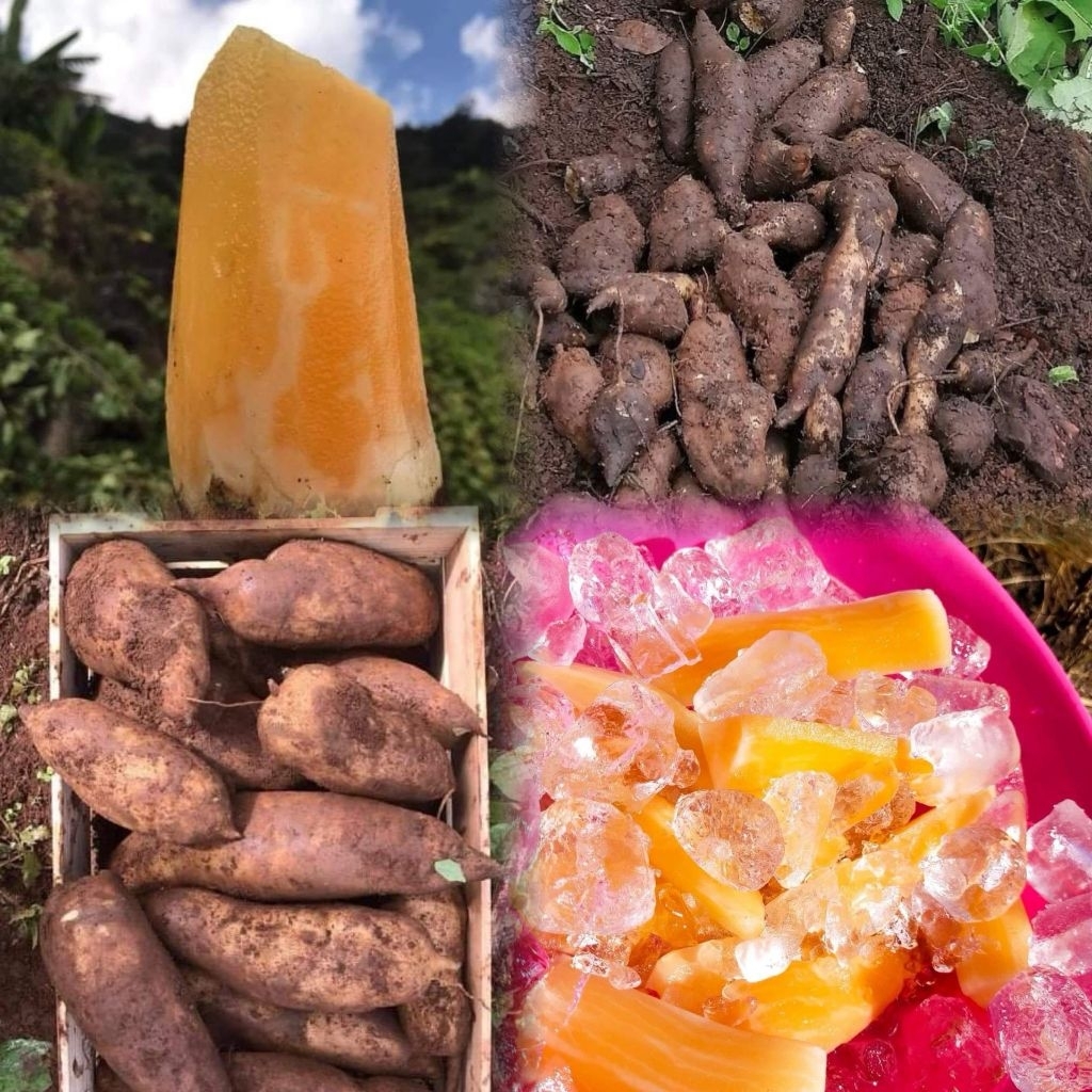 บัวหิมะสดจากดอยอ่างขาง (1kg.) สด หวาน กรอบ อร่อยมาก 🥔✅️