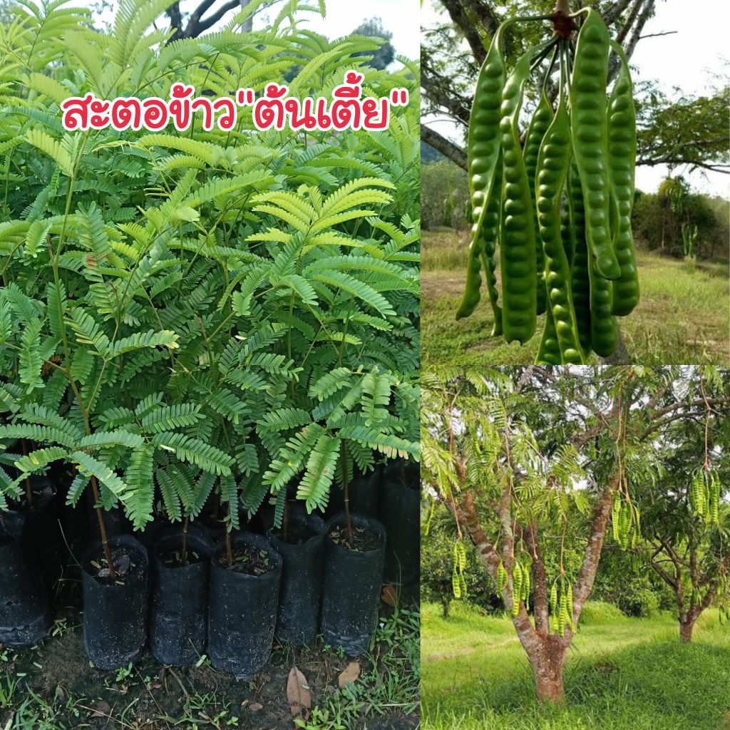 (ชุด 3 ต้น) ต้นสะตอข้าวต้นเตี้ย