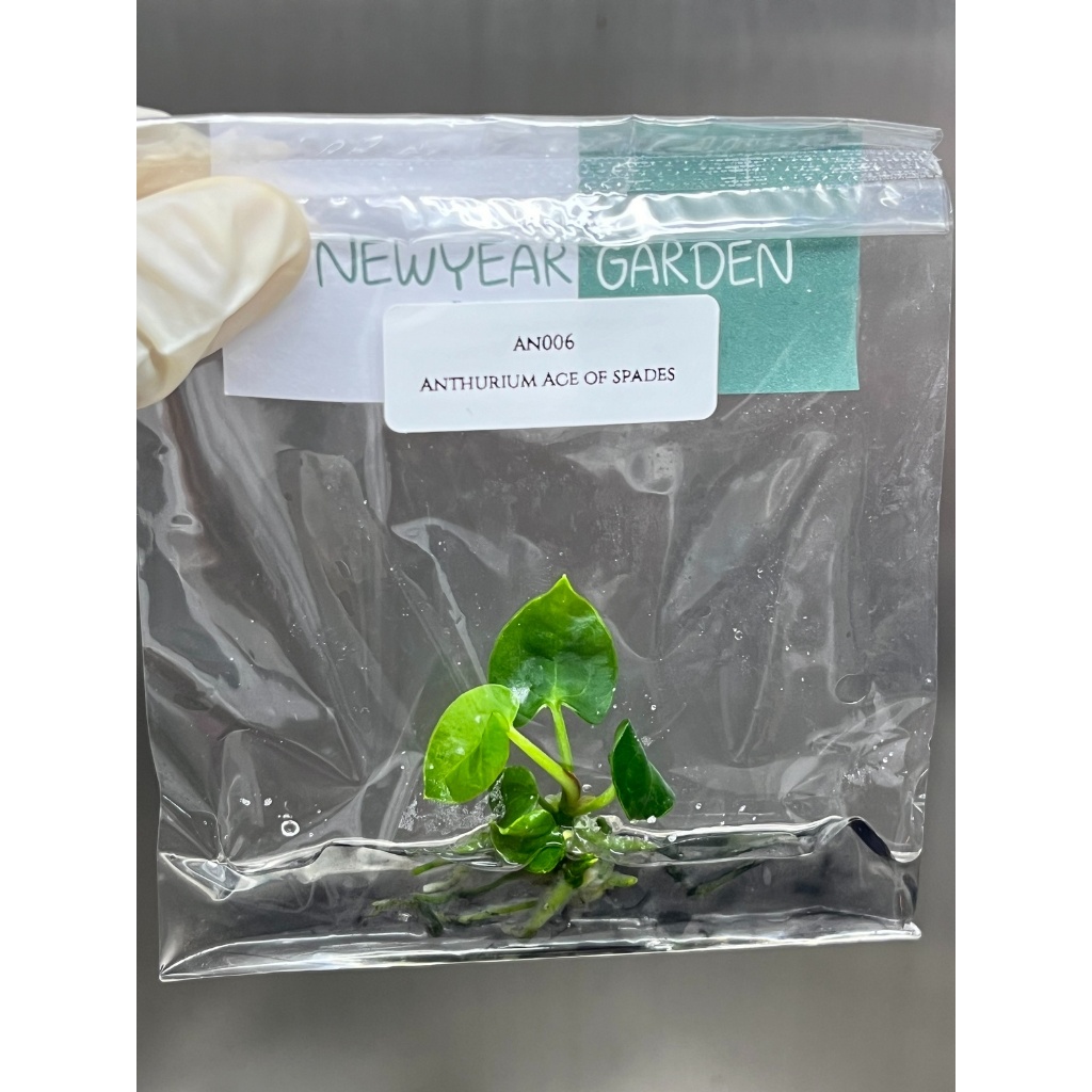 ไม้เนื้อเยื่อ: แอนทูเรียมเอซออฟสเปด: Anthurium Ace of Spades Tissue Culture (1 plant/bag)
