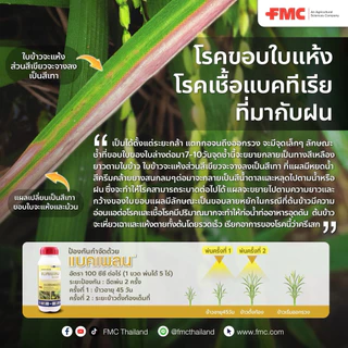 แบคเพลน FMC ซิงค์ไทอะโซล ป้องกัน กำจัด แบคทีเรีย ขอบใบแห้ง 500ซีซี