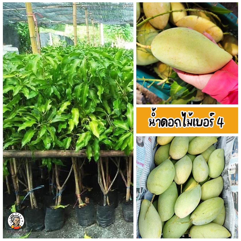 ต้นมะม่วงน้ำดอกไม้เบอร์ 4 รูปทรงยาวรี  เนื้อแน่น เจริญเติบโตได้ดีในสภาพอากาศร้อนชื้น ขนาด 60-80 ซม.