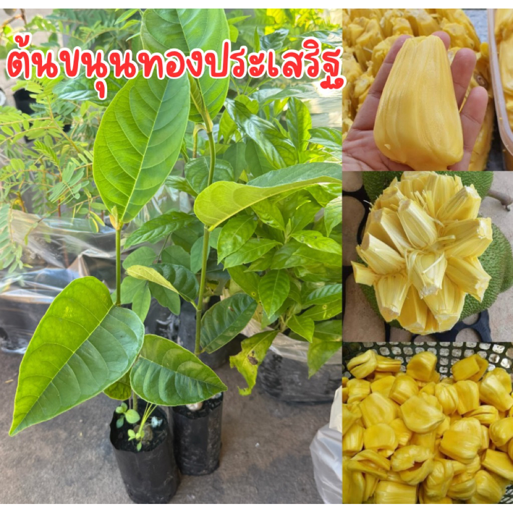 ต้นขนุนทองประเสริฐ ชุด4ต้น80บาท พร้อมส่ง
