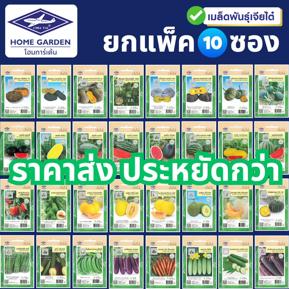 ขายส่ง ผักซอง เจียไต๋ ยกแพ็ค 10ซอง เมล็ดพันธุ์ เมล็ดพันธุ์ผักซอง CHIATAI