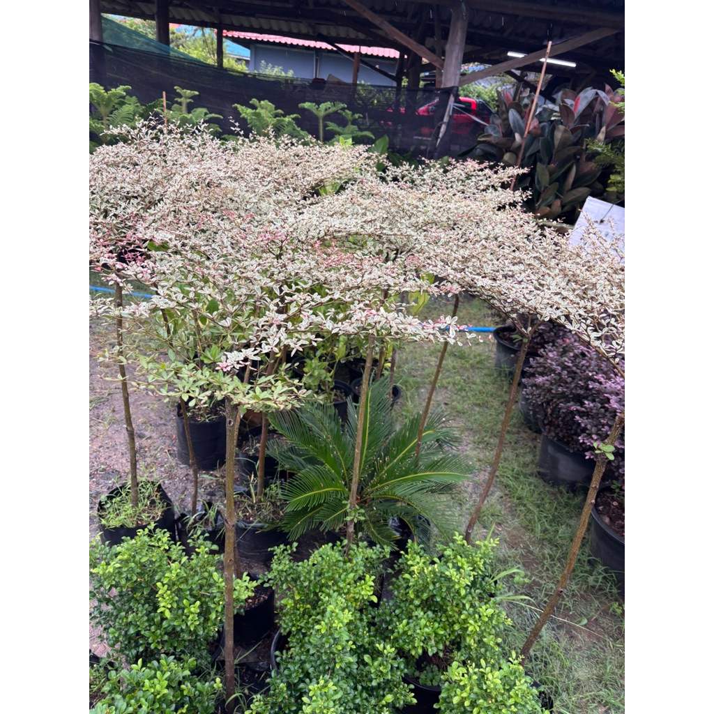 #หูกระจงแคระด่าง # Terminalia fatraea (Poir.) DC #หูกวางแคระ #แผร่บารมีขนาด80-120cm