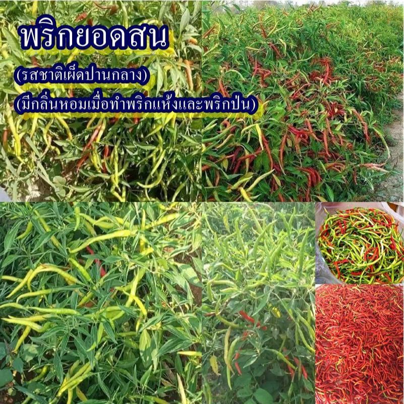 100+ เมล็ด เมล็ดพริกยอดสน (ปลูกง่าย ผลมีขนาดใหญ่กว่าพริกขี้หนูเม็ดเล็กทั่วไป ผิวบาง เรียวยาว และมีเมล็ดมาก รสชาติเผ็ด)