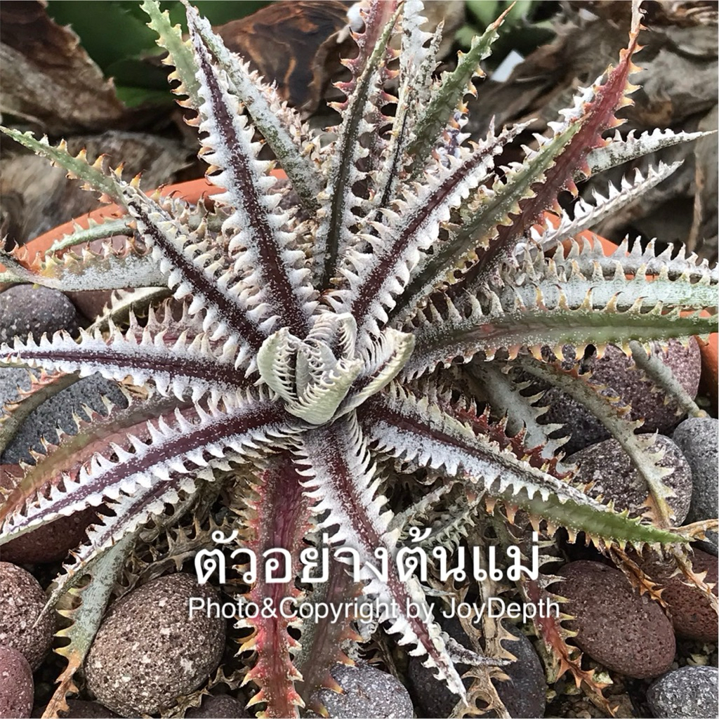 Dyckia All Star /ดิ๊กเกีย ขายกระถางละ 250 บาท