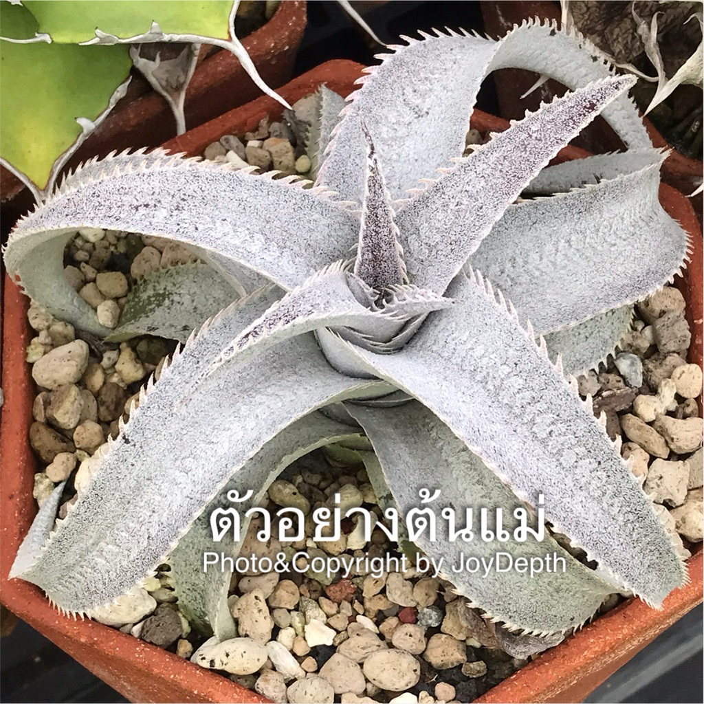 Dyckia ML Redspine x ML Wide Leaf /ดิ๊กเกีย ขายกระถางละ 350 บาท