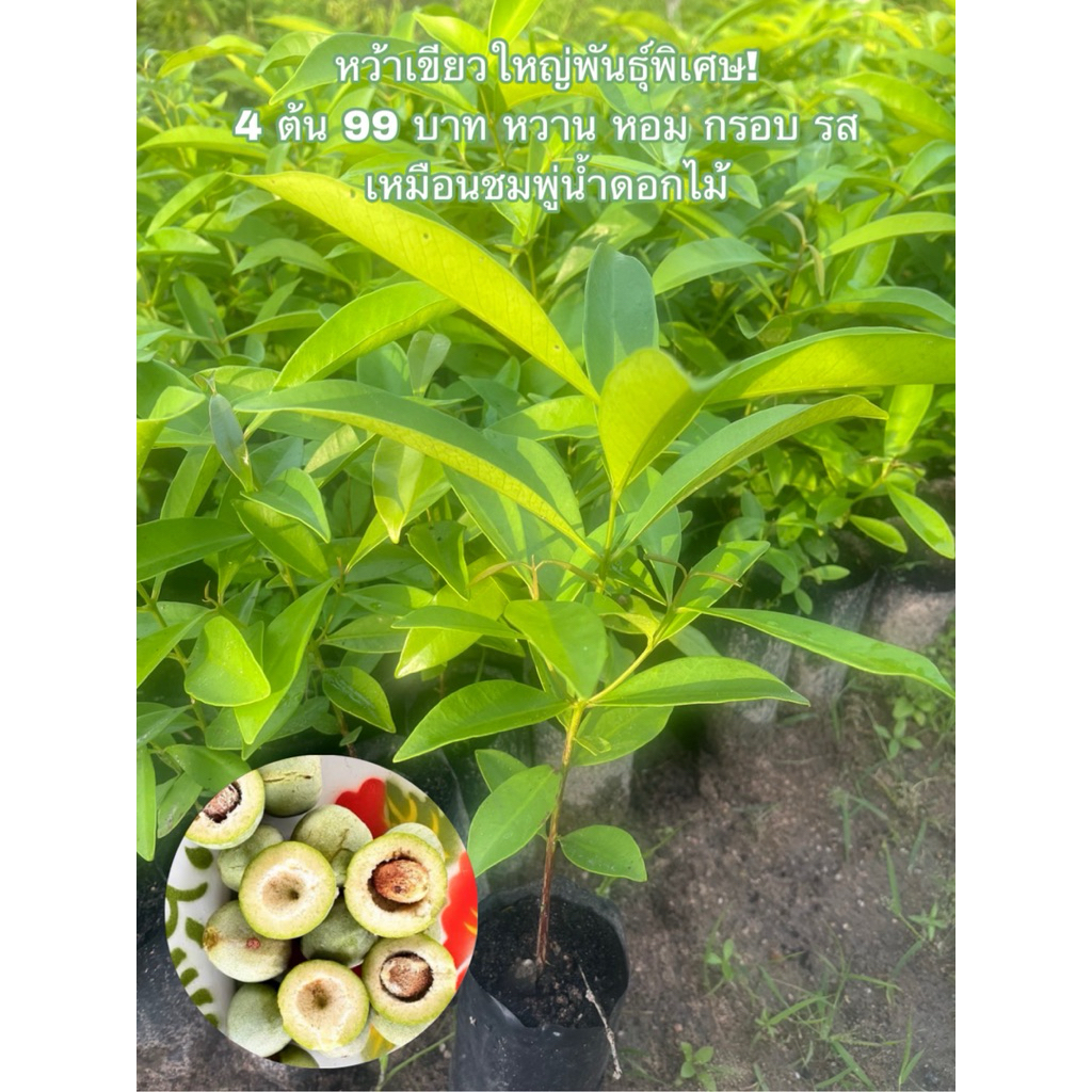 ( พร้อมส่ง ‼️ ) 💚 ต้นพันธุ์หว้าเขียวใหญ่ สายพันธุ์ใหม่รสหวานหอม 4 ต้น 99 บาท พร้อมปลูกโตไว