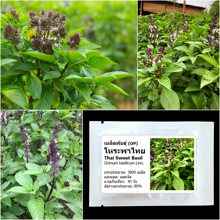 เมล็ดพันธุ์ โหระพาไทย Thai Sweet Basil Seed 3800 เมล็ด คุณภาพดี ของแท้ 100%