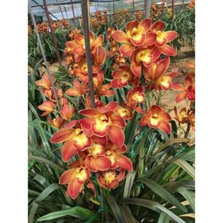 กล้วยไม้ซิมบิเดียมสีส้ม1ต้นหุ้มขุยนำไปลงกระถางดอกหอม