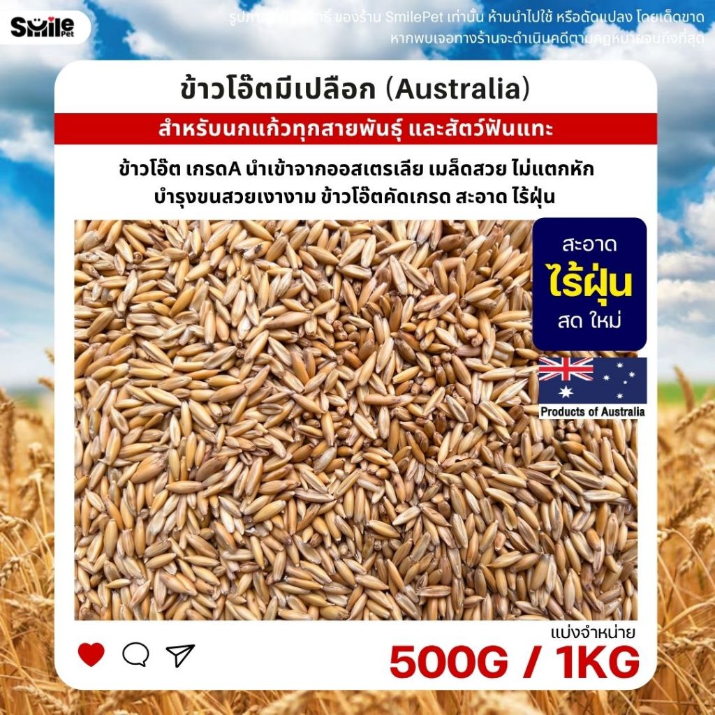 ข้าวโอ๊ตมีเปลือก Oat Australia เกรดA ข้าวโอ็ตอาหารนกแก้ว และสัตว์ฟันแทะ (แบ่งขาย 500G / 1KG)