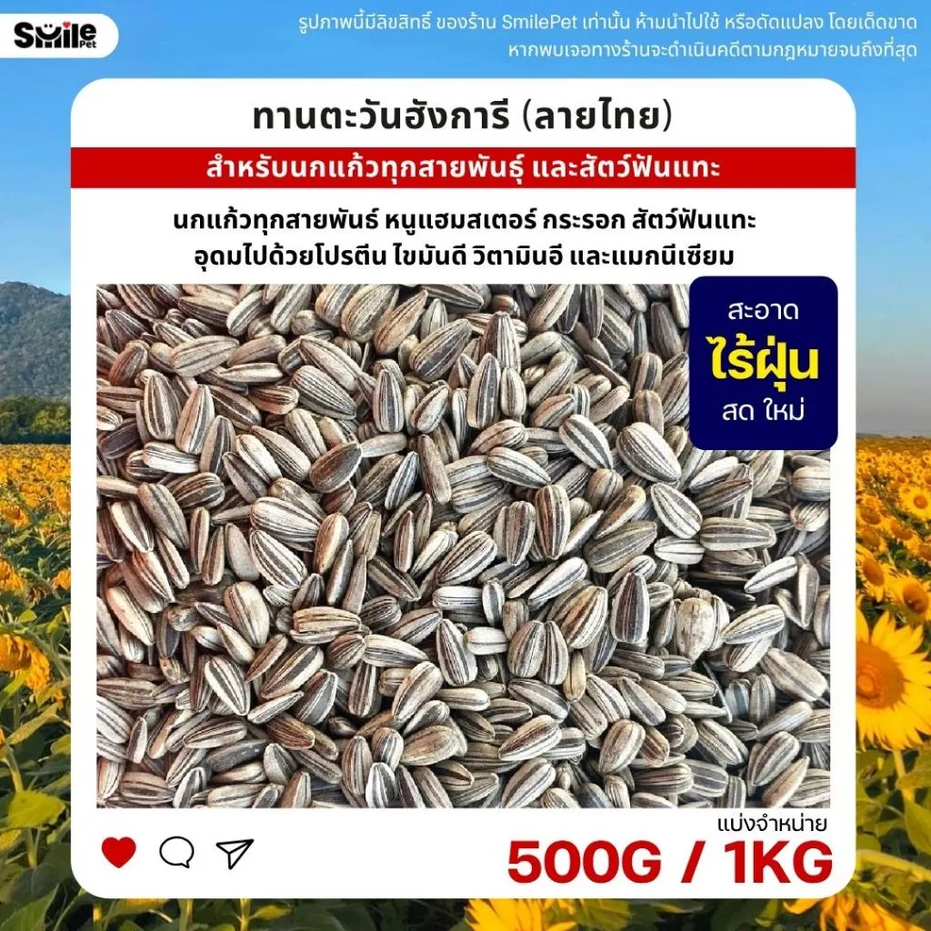 ทานตะวันฮังการี (ลายไทย) เกรดA เม็ดเล็ก อาหารนกแก้ว และสัตว์ฟันแทะ (แบ่งขาย 500G / 1KG)
