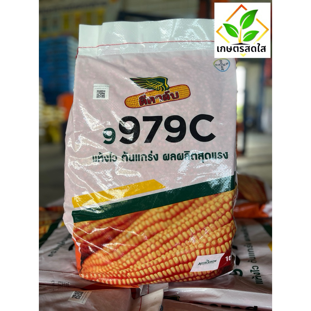 ข้าวโพดดีคาล์บ 9979c (3.5 หุน) *ขนาด 10 กก 🌽 โตไว ฝักเต็ม แถวแน่น สีสวย ได้ผลผลิตสูง