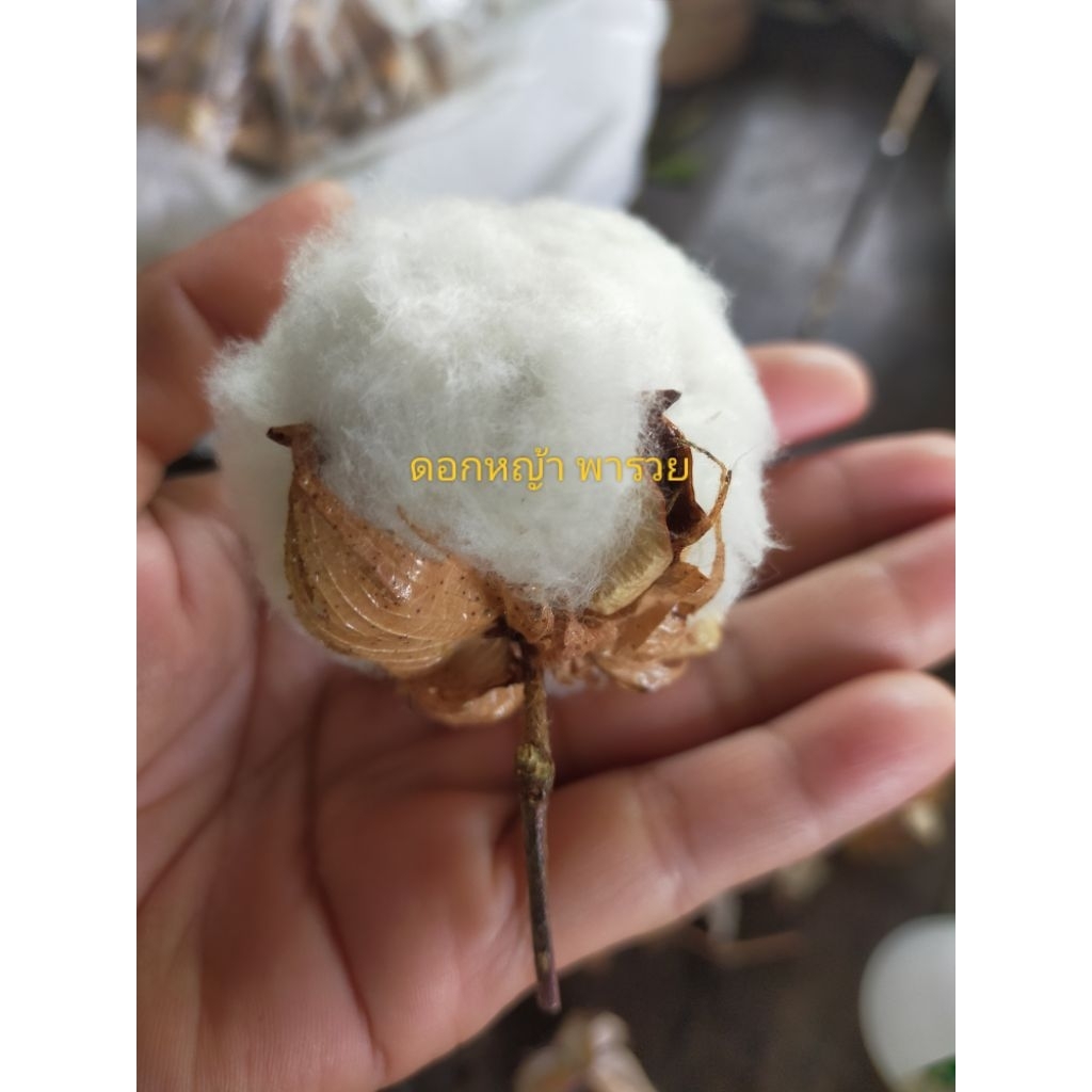 ดอกฝ้ายราคาส่งยกโหล ตัวดอกจริง(12ดอกไม่มีก้าน)สีธรรมชาติพร้อมส่งเหมาะสำหรับ นำไปทำงานDiyดอกไม้ประดิษฐ์