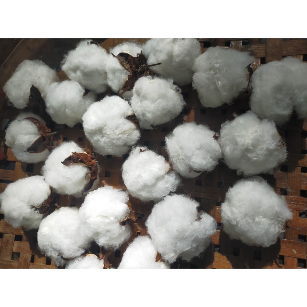 ดอกฝ้ายราคาส่งยกโหล ตัวดอกจริง(12ดอกไม่มีก้าน)สีธรรมชาติพร รูปที่ 4