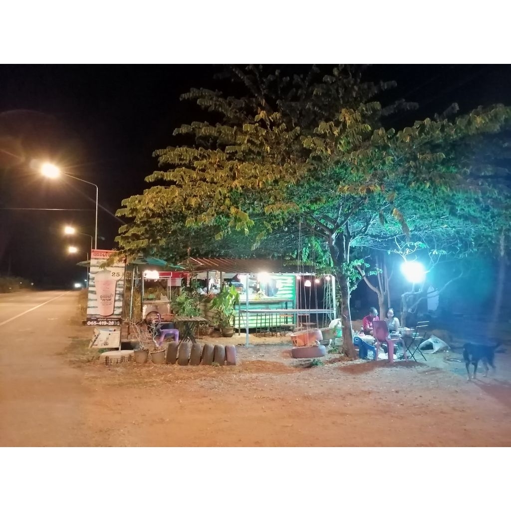 กล้า ต้นตะขบ ลูกใหญ่ โตไว ให้ร่มเงา : Muntingia calabura รูปที่ 2