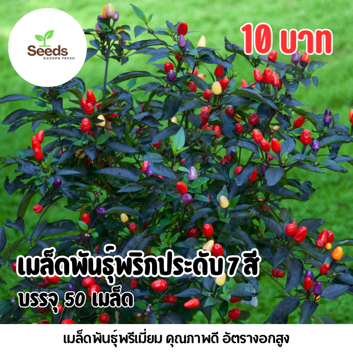 เมล็ดพันธุ์พริกประดับ 7 สี บรรจุ 50 เมล็ด/ซอง