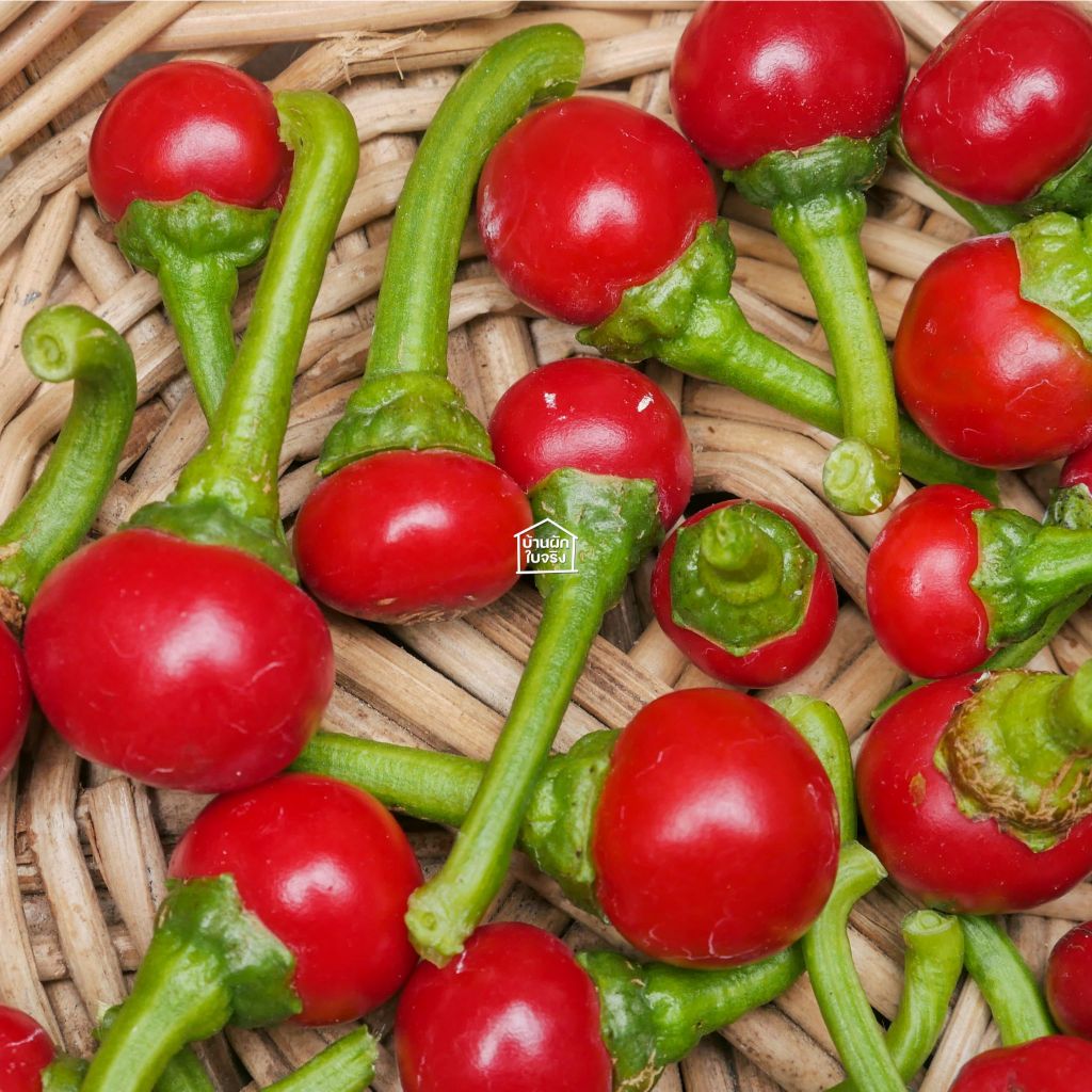 Cherry pepper เมล็ดพันธุ์พริกเชอรี่ 20เมล็ด รูปที่ 3