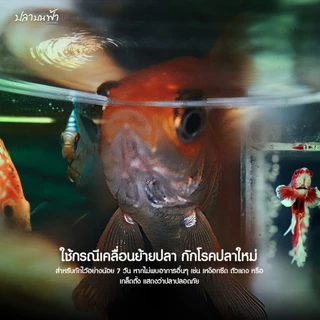 Diamond มาลาไคท์ จัดการน้ำในตู้ปลาเมื่อเปลี่ยนน้ำใหม่ เคลื่อนย้ายปลา สำหรับปลาสวยงาม ช่วยให้การดูแลปลาของคุณง่ายขึ้น