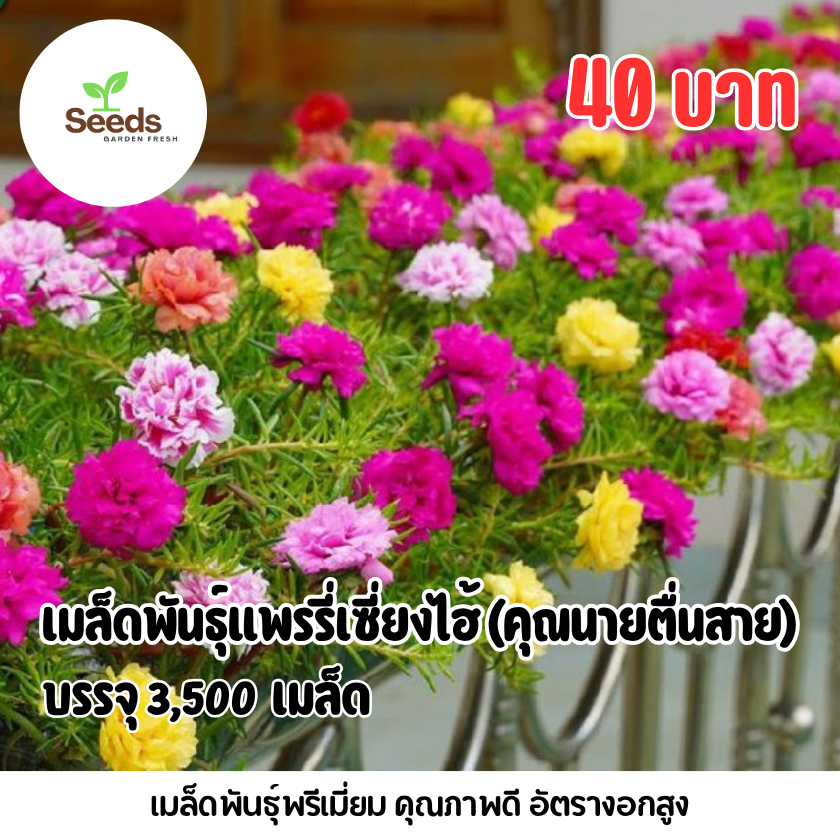 เมล็ดพันธุ์แพรรี่เซี่ยงไฮ้ หรือ คุณนายตื่นสาย บรรจุ 3,500 เมล็ด