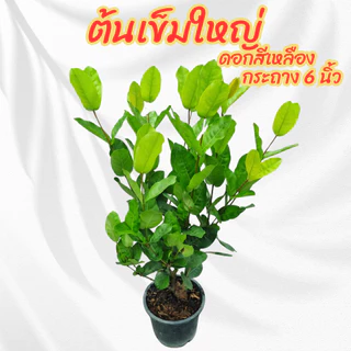 ต้นเข็มใหญ่ เข็มดอกใหญ่ สีเหลือง เข็มเหลืองใบใหญ่ ขนาดกระถาง 6 นิ้ว
