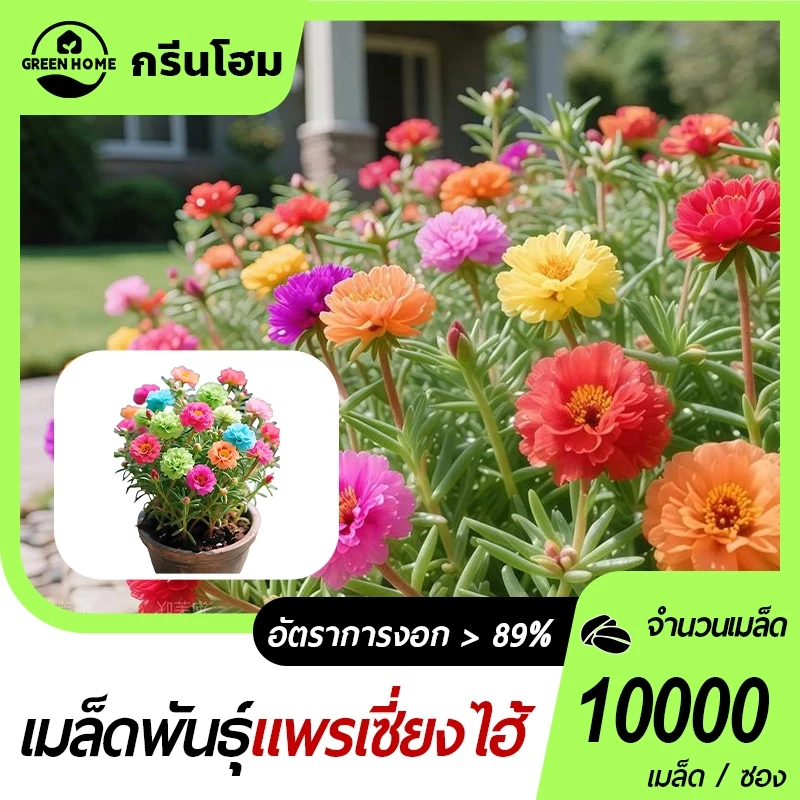 แพรเซี่ยงไฮ้🎯เมล็ดพันธุ์แพรเซี่ยงไฮ้ 10000เมล็ด🎈งอกง่าย🌱ดอกซ้อน🍀ดอกดกสวยมาก