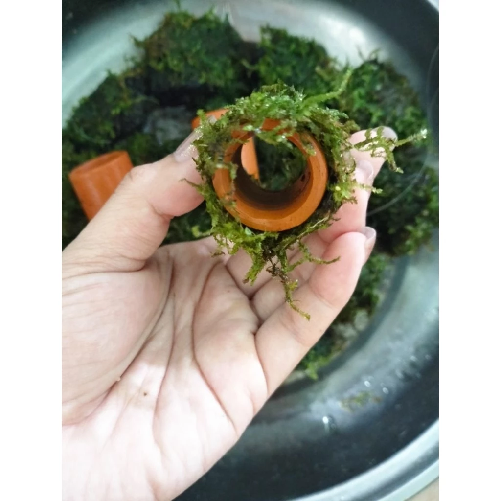 บ้านปลาซัคเกอร์ บ้านกุ้ง บ้านหอย บ้านปลา thumbnail 7