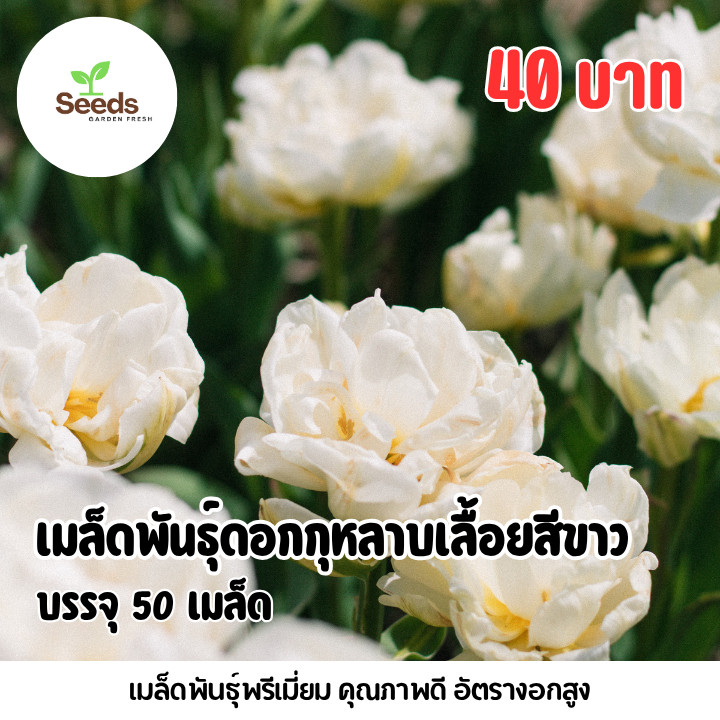 เมล็ดพันธุ์ ดอกกุหลาบเลื้อยสีขาว บรรจุ 50 เมล็ด ราคา ถูกที่สุด ดีลบีเคเค รูปภาพหลัก