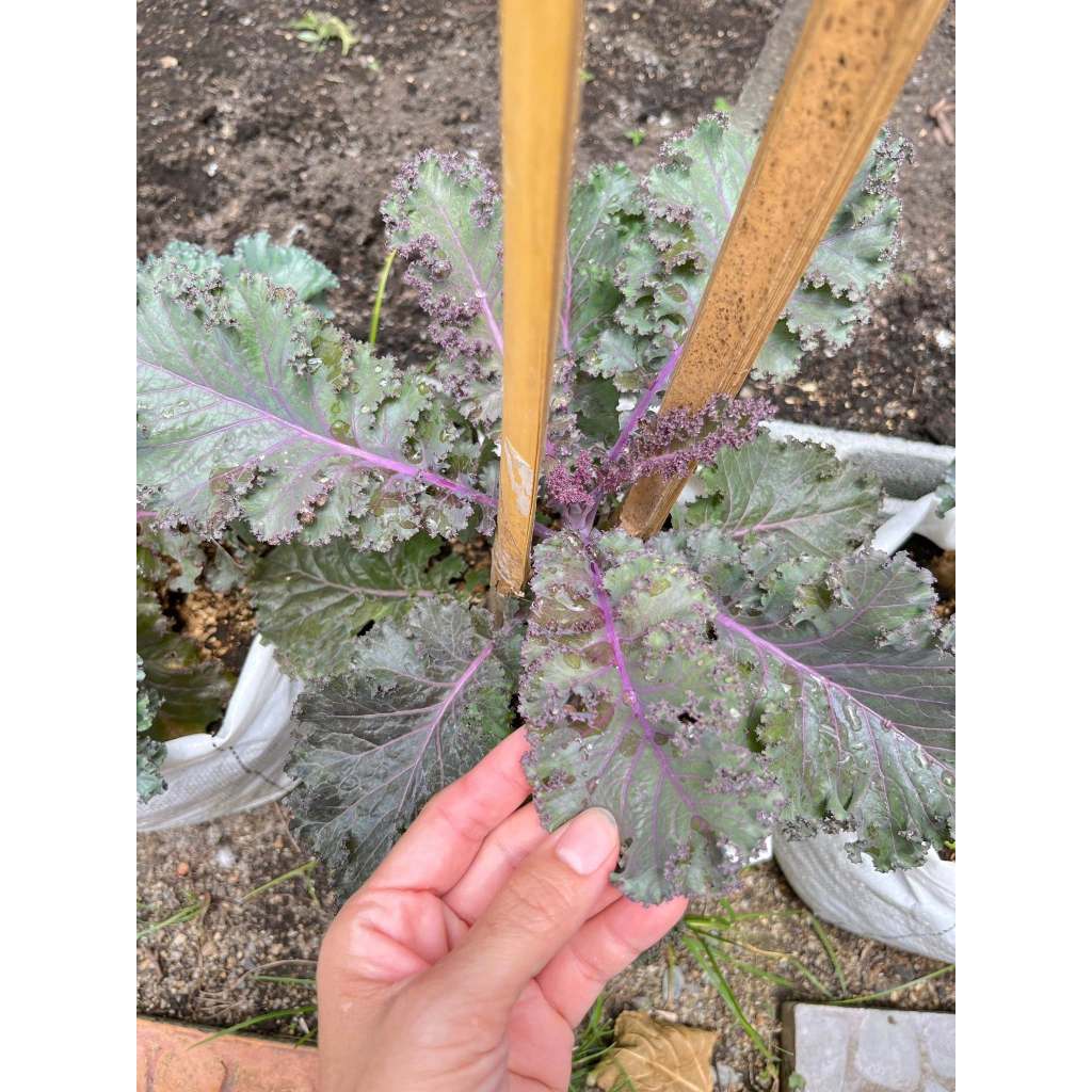 เมล็ดเคลใบหยิกสีม่วง ปลูกง่าย อัตรางอกดี โตไว สวนครัวก็ปลูกได้ (ซื้อ 10 แถม 1 คละได้) - รูปที่ 3