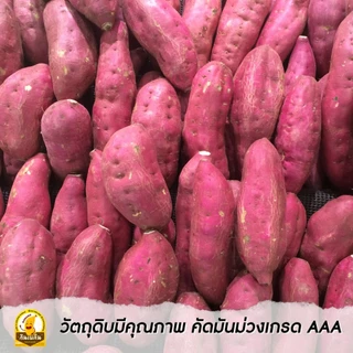 กินเพลิน✨มันม่วงอบเนย มันม่วงหวานน้อย มันม่วงเคลือบเนย กรอบ หอมเนย