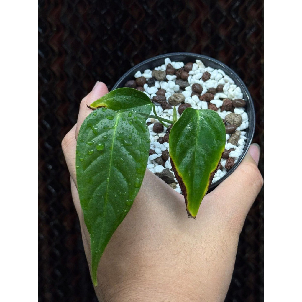 Anthurium king คิง ต้นในรูป