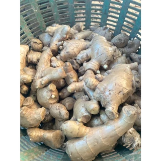 ขิงสด ขิงแก่ แม่ขิง ทำกับข้าว น้ำขิง ข้าวมันไก่ คละไซส์ หอมเผ็ดร้อน ส่งจากสวนเมืองเลย (ติดดินไม่ได้ล้างกันชื้นเน่าเสีย)