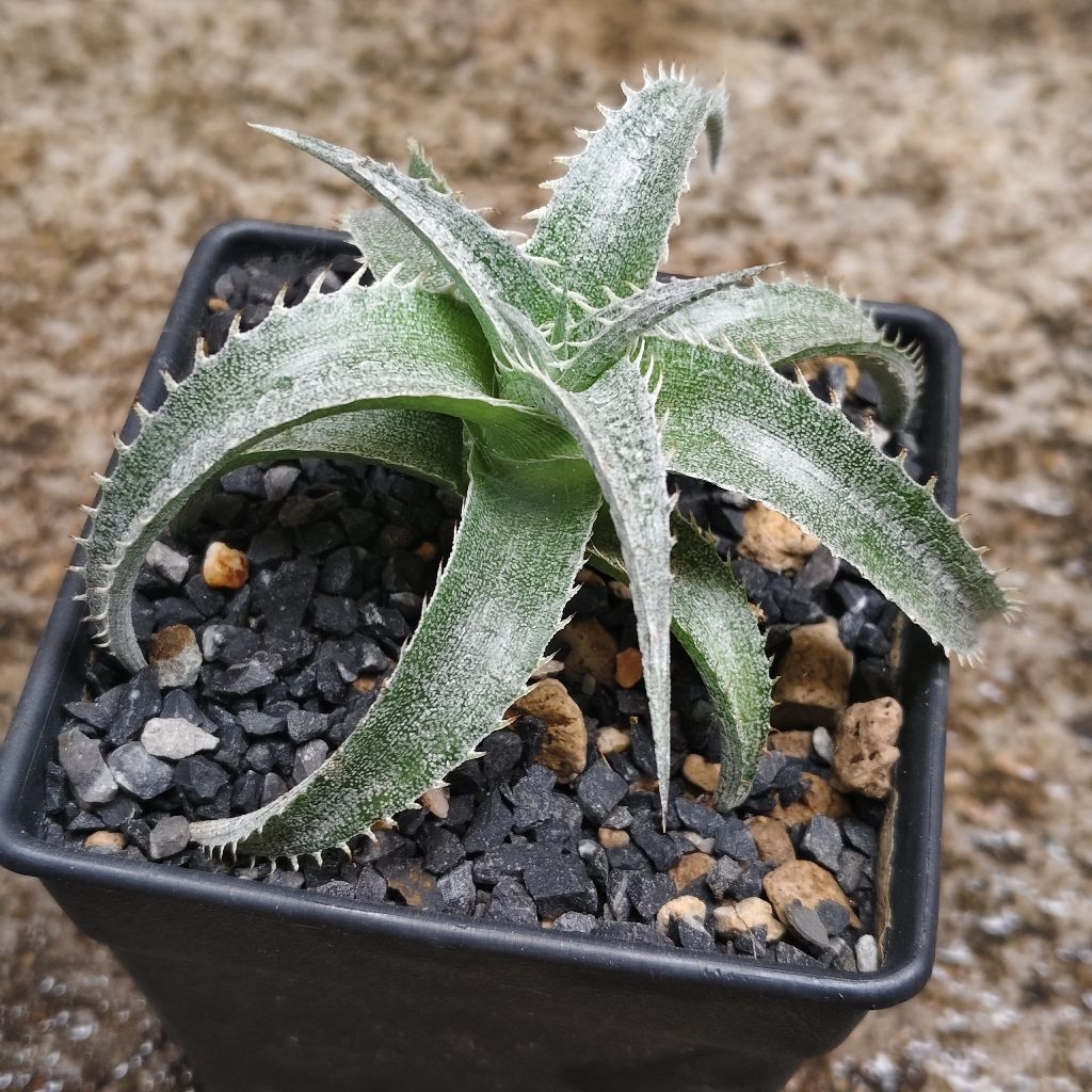 ต้น สับปะรดสี Dyckia Little Wing 80บาทกระถาง4นิ้ว