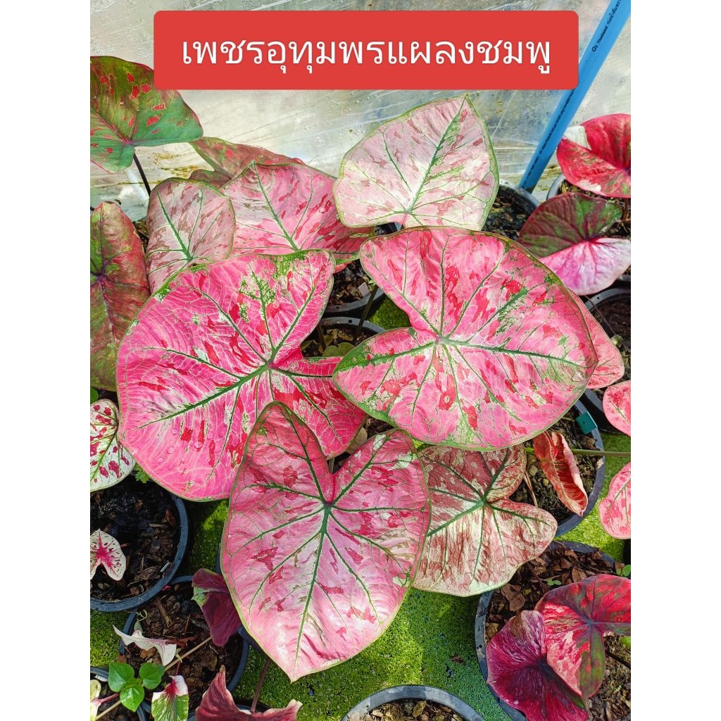 ต้นบอนสี เพชรอุทุมพรแผลง เป็นบอนแผลงจากการผ่า รูปทรงใบไทย โตมากัดสีชมพู มีเม็ดสี