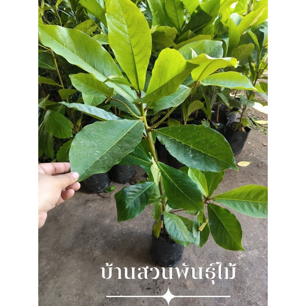 ต้นหูกวาง ต้นเพาะเมล็ด สูง 70-90 ซม.