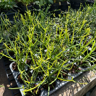 Euphorbia Tirucalli พญาไร้ใบ ต้นไม้มงคล ช่วยฟอกอากาศ by Mr.garden
