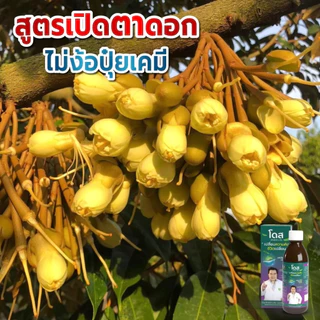 เร่งโตข้าว เร่งรวง สำหรับพืชไร่ เร่งผล เร่งราก เพิ่มผลผลิต [ร้านค้าบริษัท] โดสเอ็กซ์ตร้านาโน