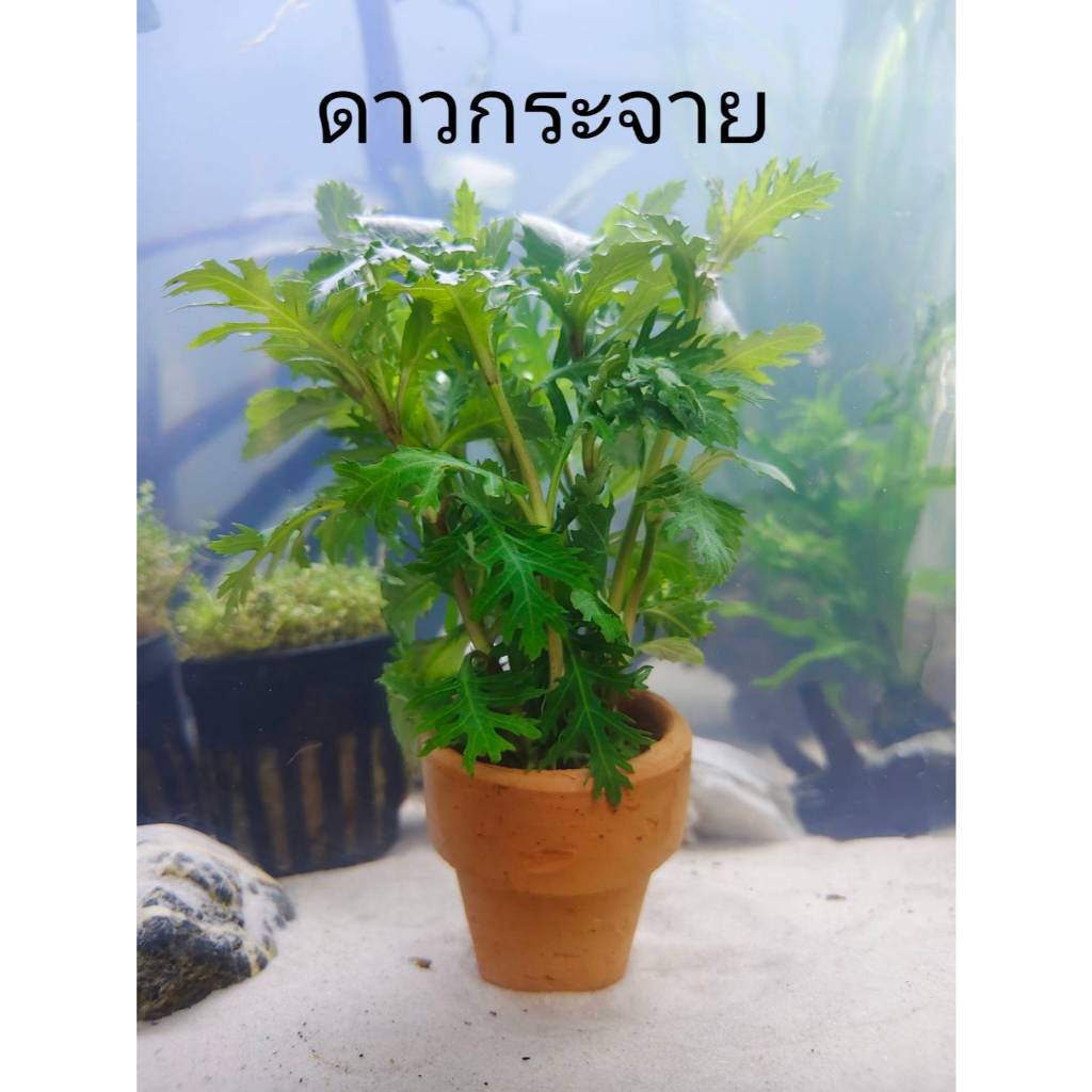 ดาวกระจาย ไม้น้ำยอดนิยม ใบเขียวสด ปลูกง่าย  โตไว แต่งตู้ปลา หรือ อ่างบัว ใส่กระถางดินเผาสีส้ม พร้อมปลูก.